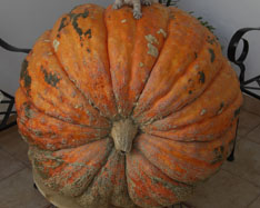 Купете тикви - Valencia pumpkins online