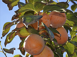 Купете райска ябълка (каки) онлайн - Valencia persimmons online