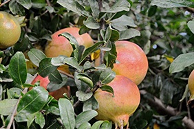 Купете нарове онлайн - Valencia pomegranates online