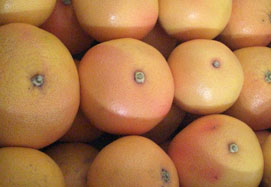 Купете грейпфрути - Valencia grapefruits online