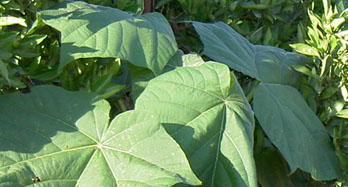 Кашон с 12 Paulownia,  от Валенсия