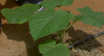 Кашон с 3 Paulownia,  от Валенсия